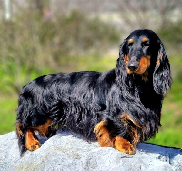 Majestic Long-Haired Dachshund